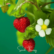 Load image into Gallery viewer, Strawberry, Wild Red