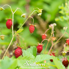 Load image into Gallery viewer, Strawberry, Wild Red