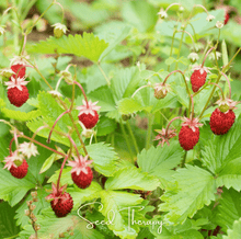 Load image into Gallery viewer, Strawberry, Wild Red
