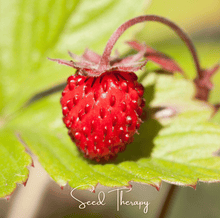 Load image into Gallery viewer, Strawberry, Wild Red