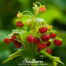 Load image into Gallery viewer, Strawberry, Wild Red
