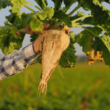 Load image into Gallery viewer, Beet, Sugar