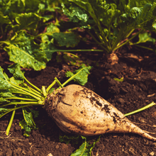 Load image into Gallery viewer, Beet, Sugar