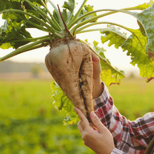 Load image into Gallery viewer, Beet, Sugar