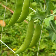 Load image into Gallery viewer, Pea, Sugar Daddy - Organic