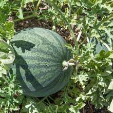 Load image into Gallery viewer, Watermelon, Sugar Baby - Organic