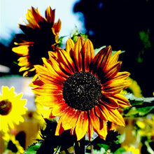 Load image into Gallery viewer, Sunflower, Autumn Beauty - Organic