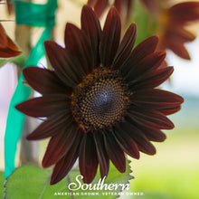 Load image into Gallery viewer, Sunflower, Chocolate