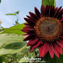 Load image into Gallery viewer, Sunflower, Chocolate