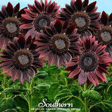 Load image into Gallery viewer, Sunflower, Chocolate