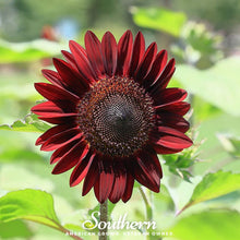 Load image into Gallery viewer, Sunflower, Chocolate