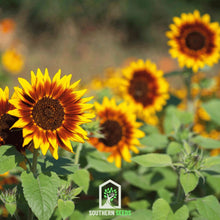 Load image into Gallery viewer, Sunflower, Ring of Fire