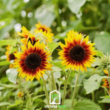 Load image into Gallery viewer, Sunflower, Ring of Fire