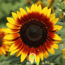 Load image into Gallery viewer, Sunflower, Ring of Fire
