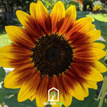 Load image into Gallery viewer, Sunflower, Ring of Fire