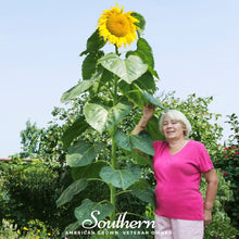 Load image into Gallery viewer, Sunflower, Skyscraper