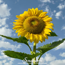 Load image into Gallery viewer, Sunflower, Skyscraper