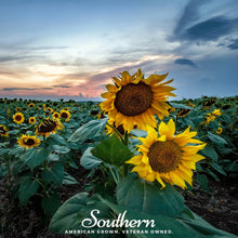 Load image into Gallery viewer, Sunflower, Skyscraper