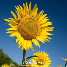 Load image into Gallery viewer, Sunflower, Skyscraper