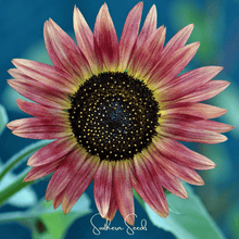 Load image into Gallery viewer, Sunflower, Strawberry Blonde
