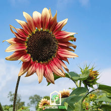 Load image into Gallery viewer, Sunflower, Strawberry Blonde