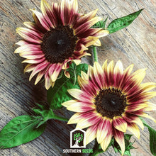 Load image into Gallery viewer, Sunflower, Strawberry Blonde