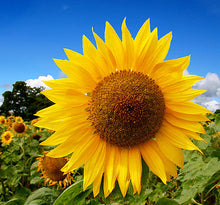 Load image into Gallery viewer, Sunflower, Mammoth Russian