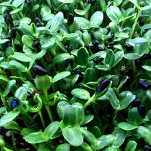 Load image into Gallery viewer, Microgreens, Sunflower