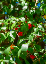 Load image into Gallery viewer, Surinam Cherry