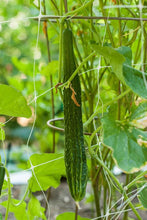 Load image into Gallery viewer, Cucumber, Suyo Long - Organic