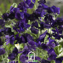 Load image into Gallery viewer, Sweet Pea, Royal Navy Blue