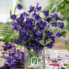 Load image into Gallery viewer, Sweet Pea, Royal Navy Blue