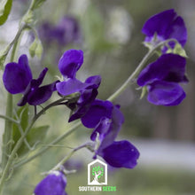 Load image into Gallery viewer, Sweet Pea, Royal Navy Blue