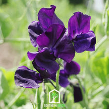 Load image into Gallery viewer, Sweet Pea, Royal Navy Blue