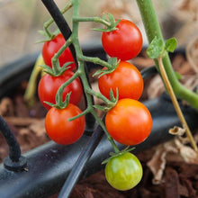 Load image into Gallery viewer, Tomato, Cherry Sweetie - Organic
