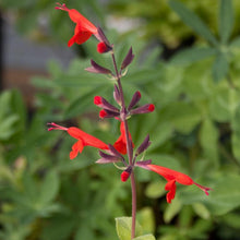 Load image into Gallery viewer, Sage, Scarlet