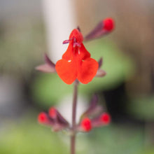 Load image into Gallery viewer, Sage, Scarlet