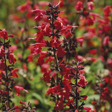 Load image into Gallery viewer, Sage, Scarlet