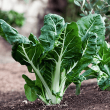 Load image into Gallery viewer, Swiss Chard, Lucullus