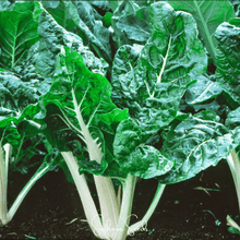 Load image into Gallery viewer, Swiss Chard, Lucullus
