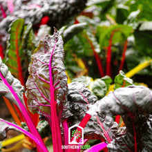 Load image into Gallery viewer, Swiss Chard, Rainbow