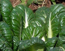 Load image into Gallery viewer, Mustard, Tatsoi