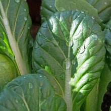 Load image into Gallery viewer, Mustard, Tatsoi