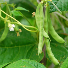Load image into Gallery viewer, Bean, Blue Lake Bush - Organic