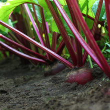 Load image into Gallery viewer, Beet, Detroit Dark Red Seeds