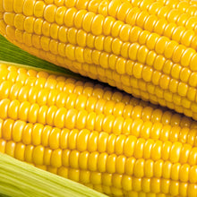Load image into Gallery viewer, Corn, Golden Bantam