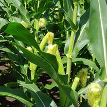 Load image into Gallery viewer, Corn, Golden Bantam