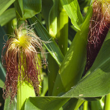 Load image into Gallery viewer, Corn, Golden Bantam