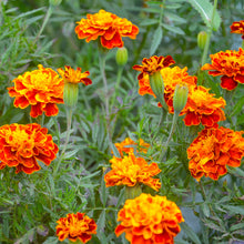 Load image into Gallery viewer, Marigold, Petite Mixture