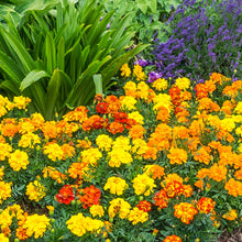 Load image into Gallery viewer, Marigold, Petite Mixture